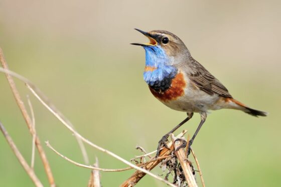 Why do birds sing?