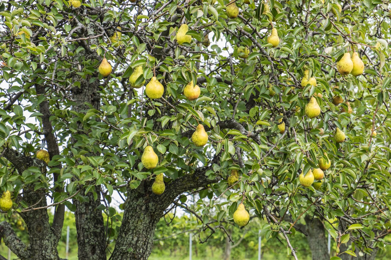 Bosc Pear Tree for Sale - Buying & Growing Guide 