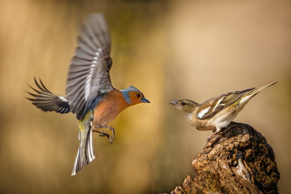 male and female chaffinch