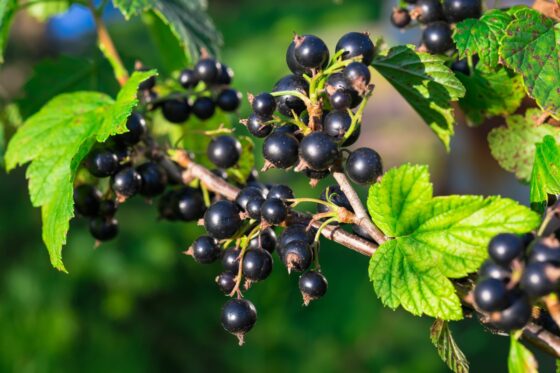 Blackcurrant: growing, pruning & harvesting cassis