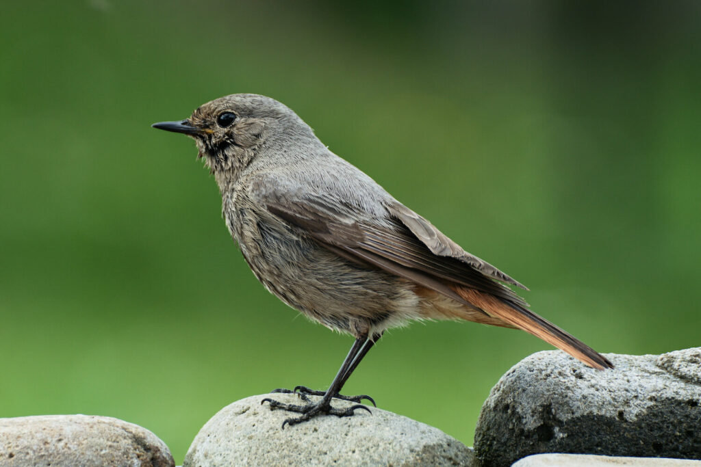 Female black redstart with dark grey-brown feathers and red tail
