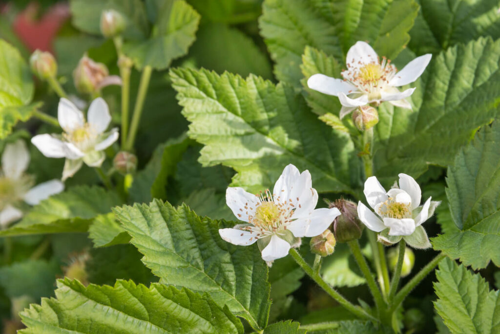 White, five-petalled flowers of the boysenberry