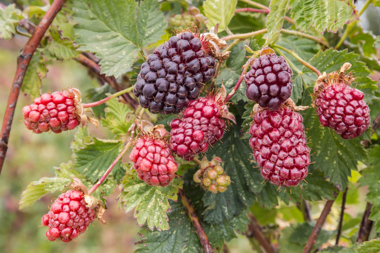 Boysenberry: growing & plant care - Plantura