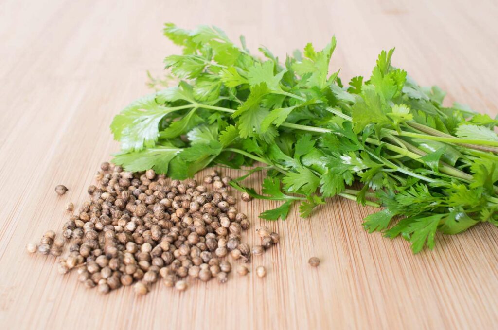 Coriander leaves and seeds