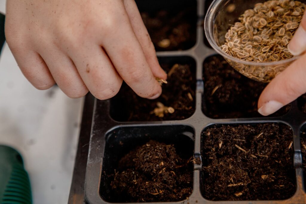 coriander seeds