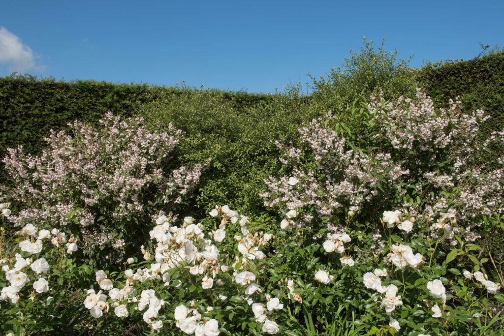 Flowering deutzia hedge