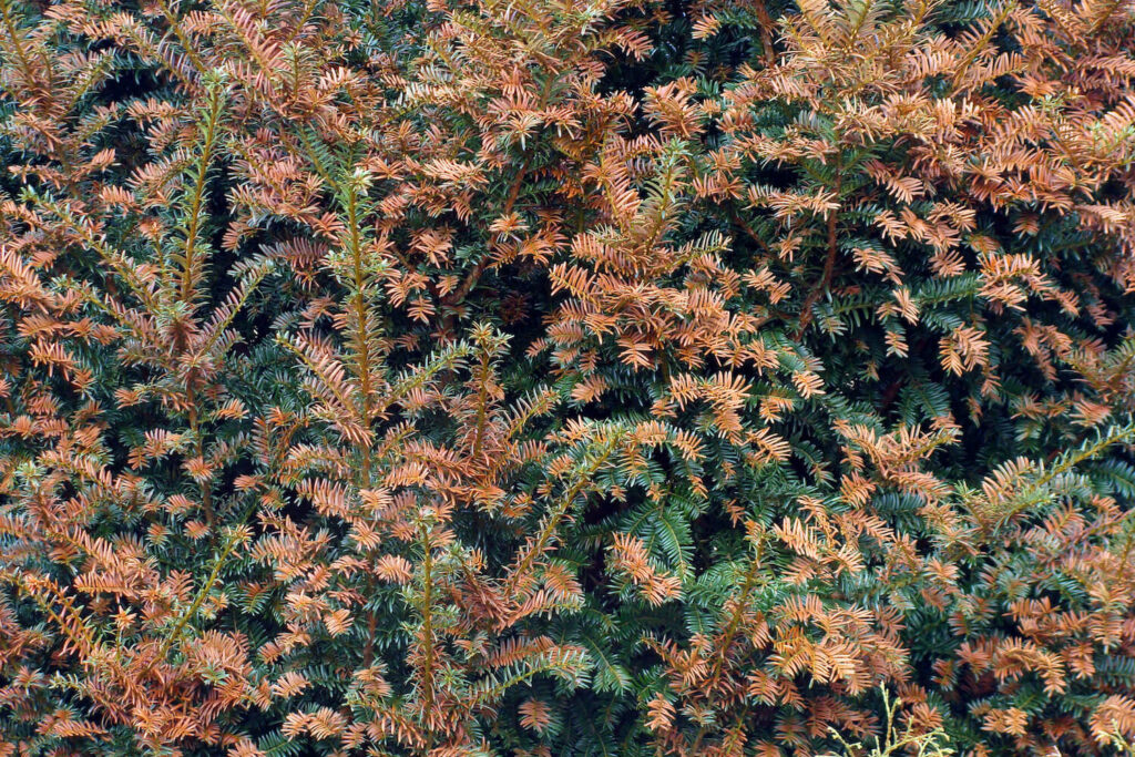browning juniper shoots
