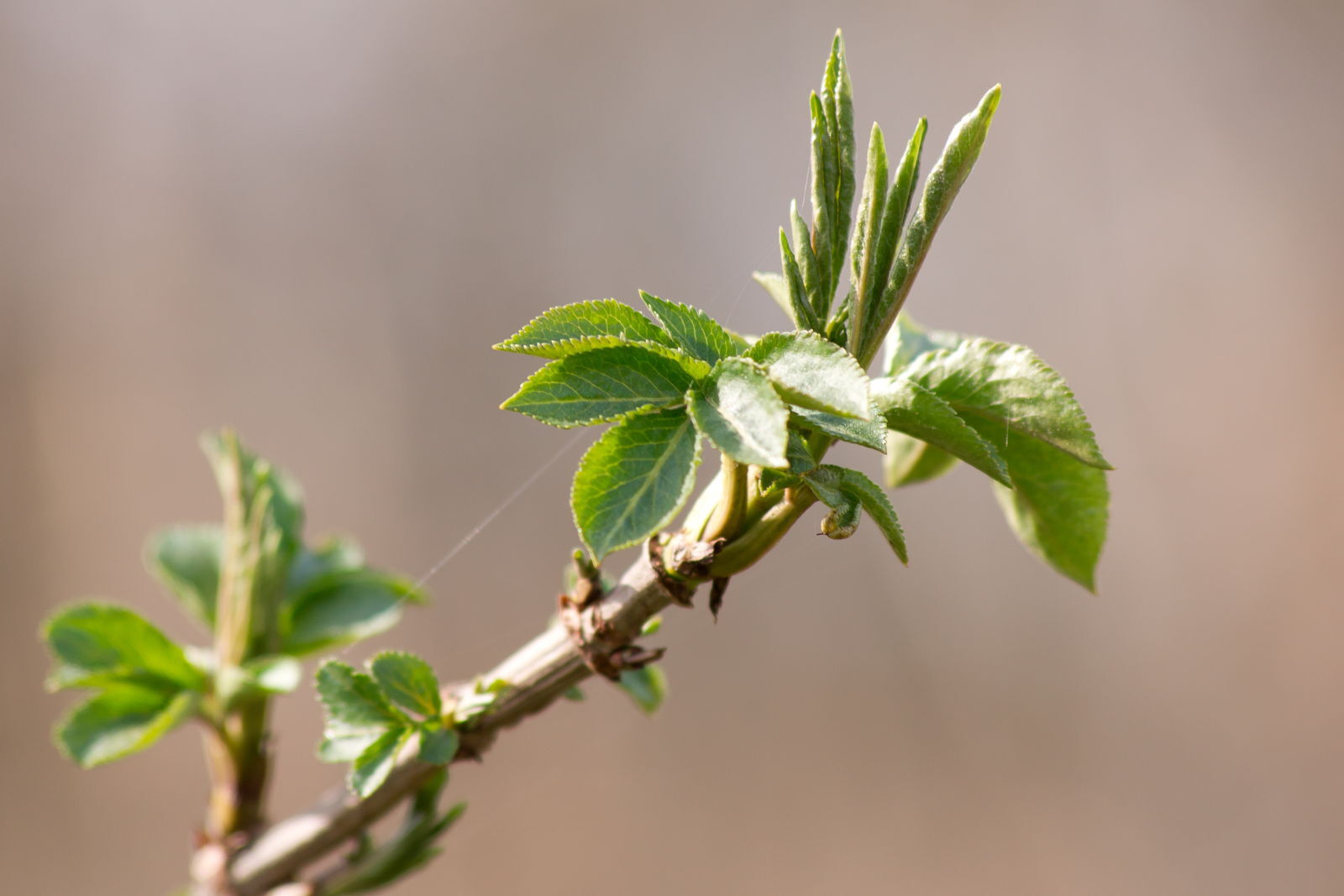 Pruning elderberry how & when Plantura