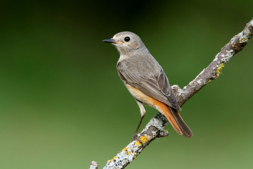 Female redstart with plain grey-brown back and orange tail