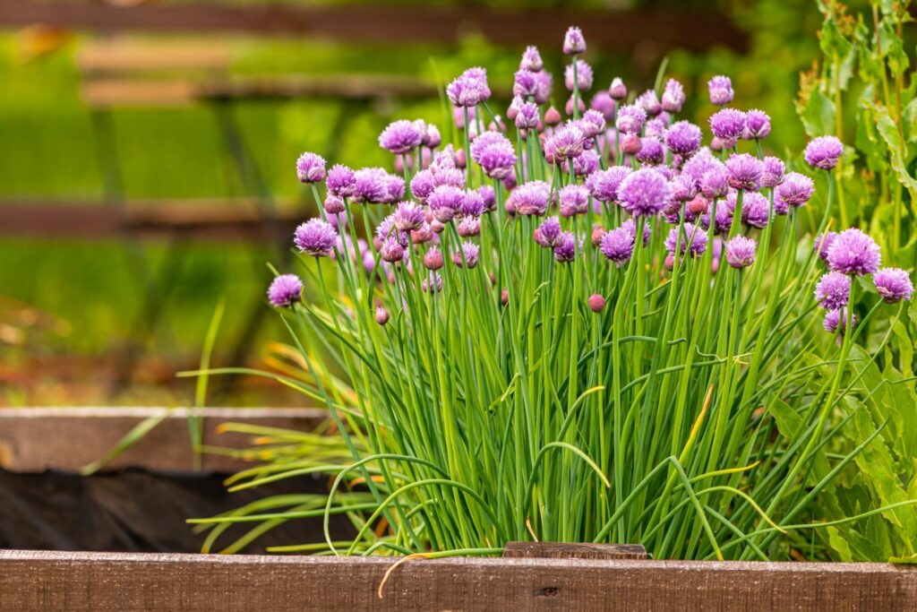 chive plant with ourple blossoms