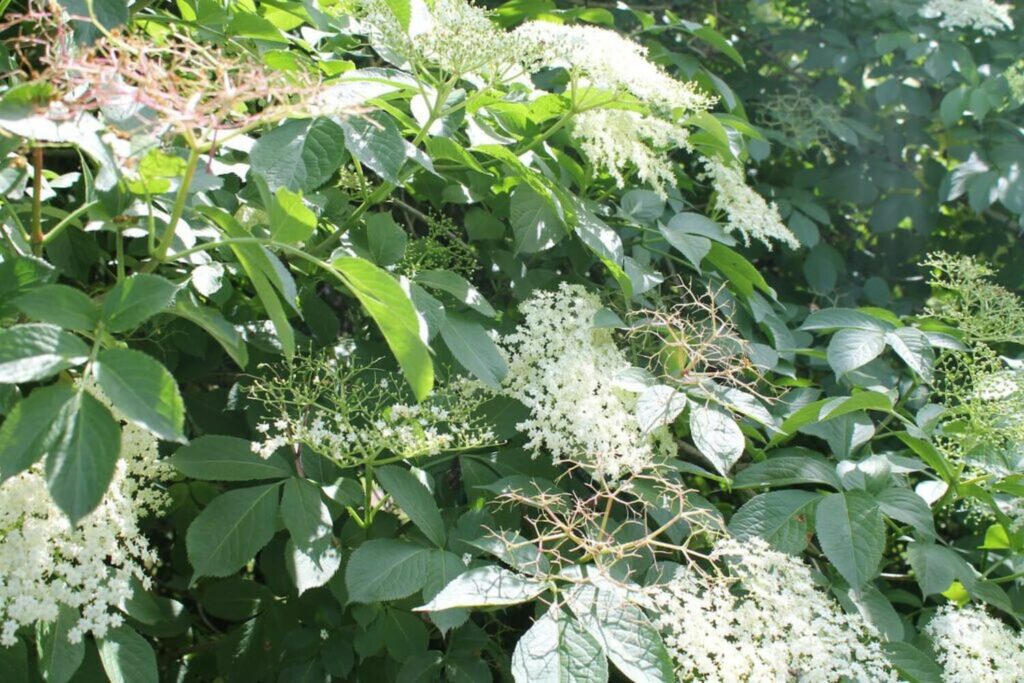 Elder bush with white flowers