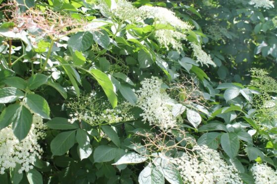 Planting elderberry: when & how?
