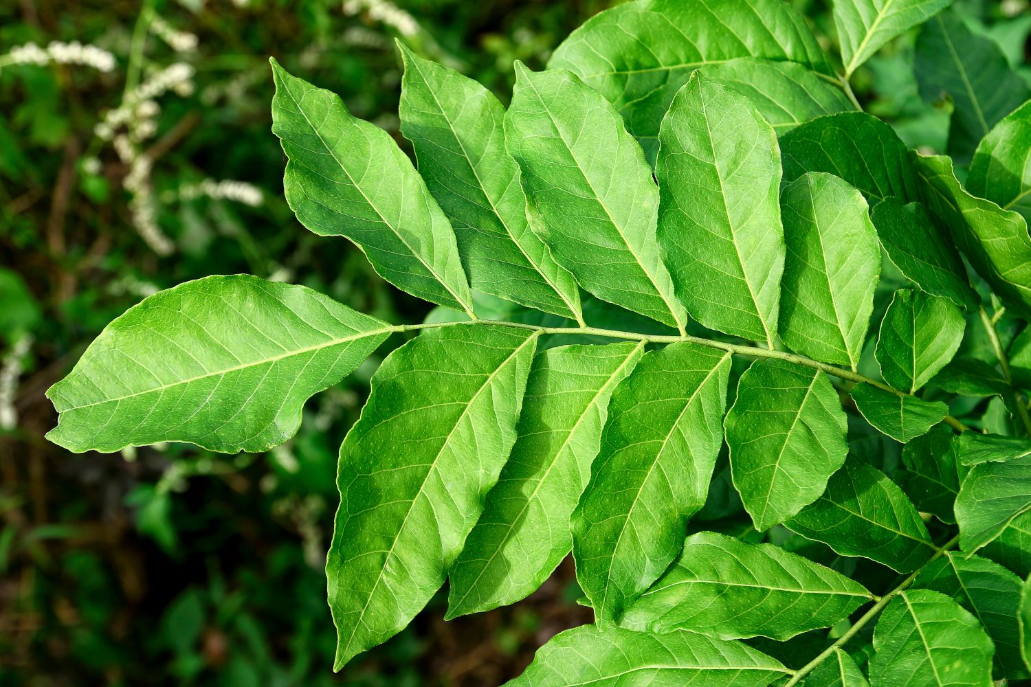 Liquorice how to grow, care & use Plantura