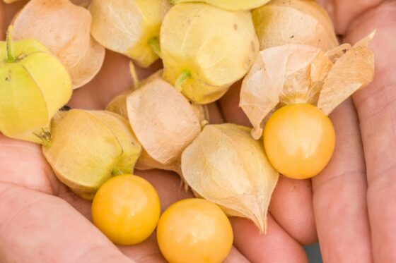 Ground cherry: cultivation, care & harvest