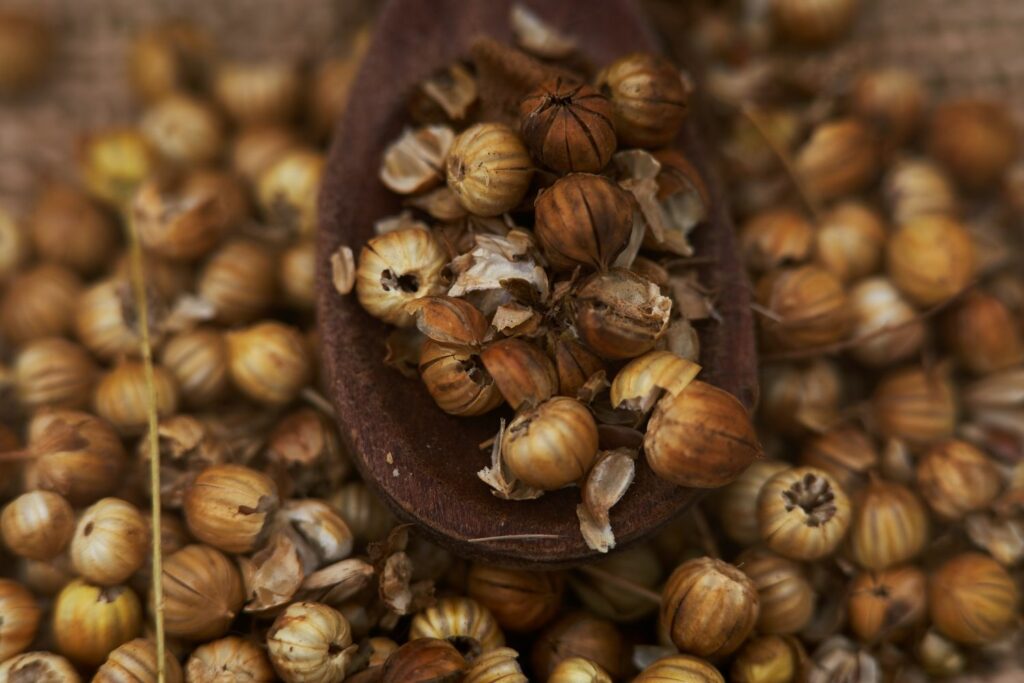 dried coriander seeds