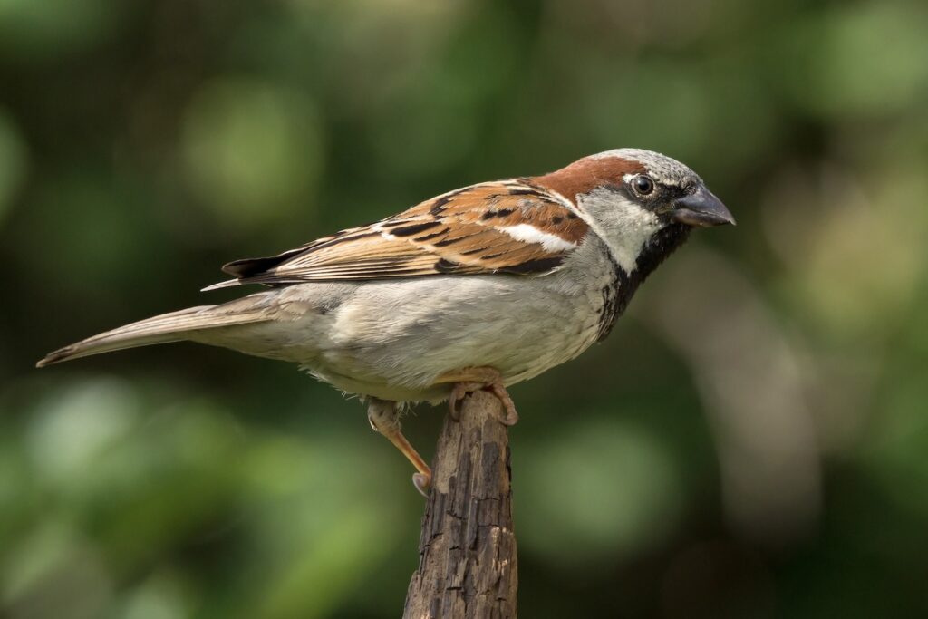 Grey headed and grey cheeked house sparrow