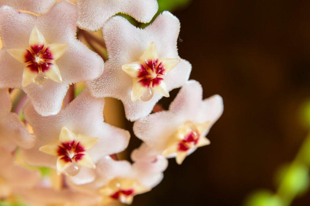 porcelain white waxflower petals with dark red centre