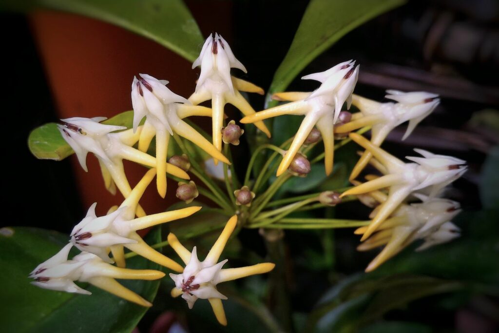 Pointed arrowhead shape of hoya multiflora