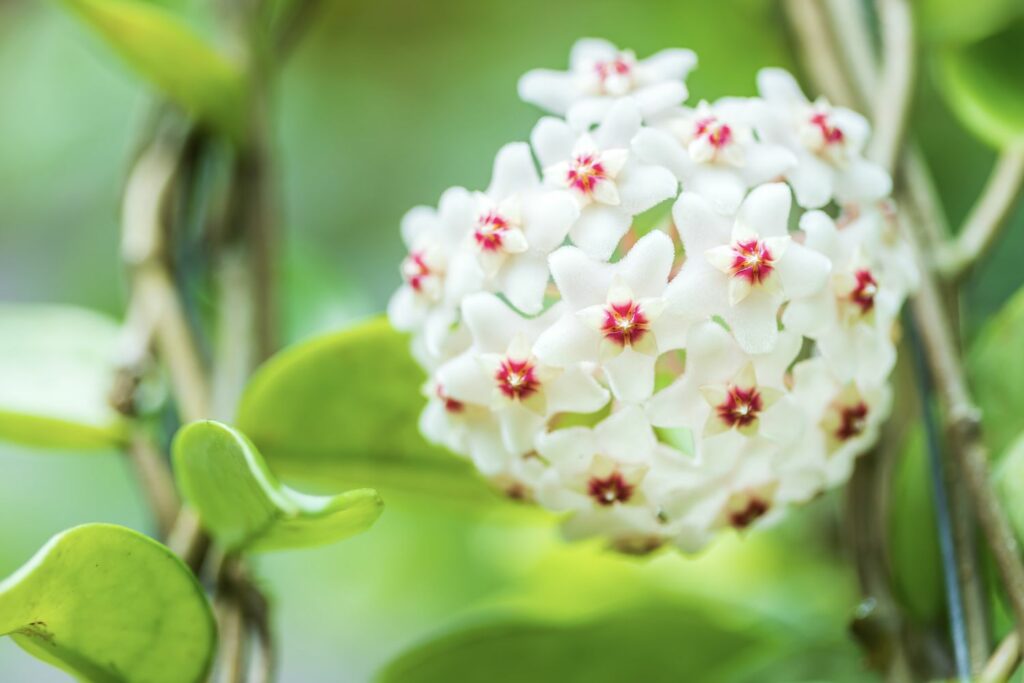 Waxplant white flower cluster