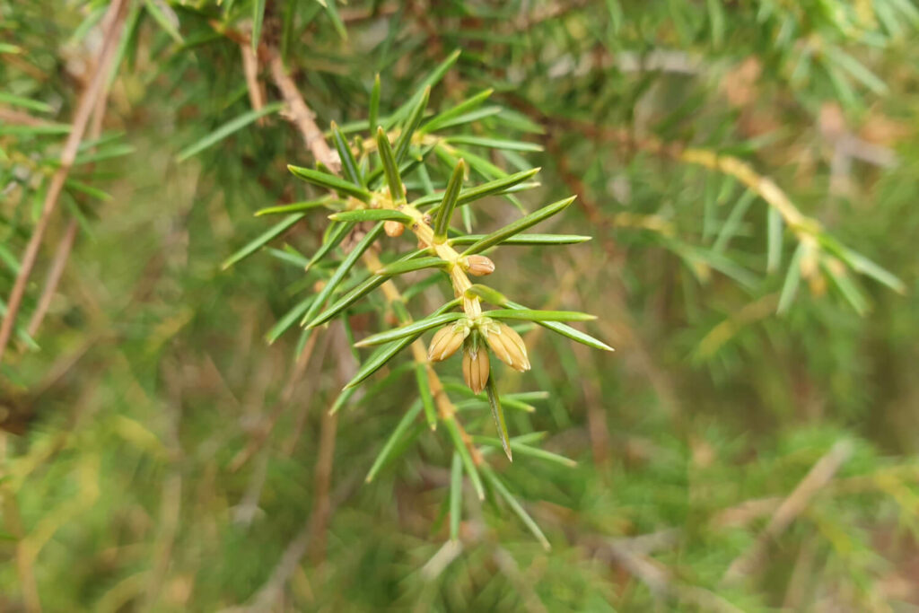 Pointy juniper needles