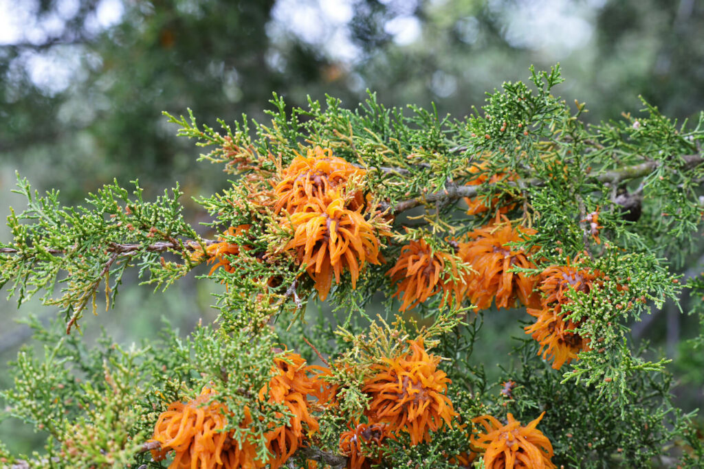 Orange-yellow juniper rust fungi on branch