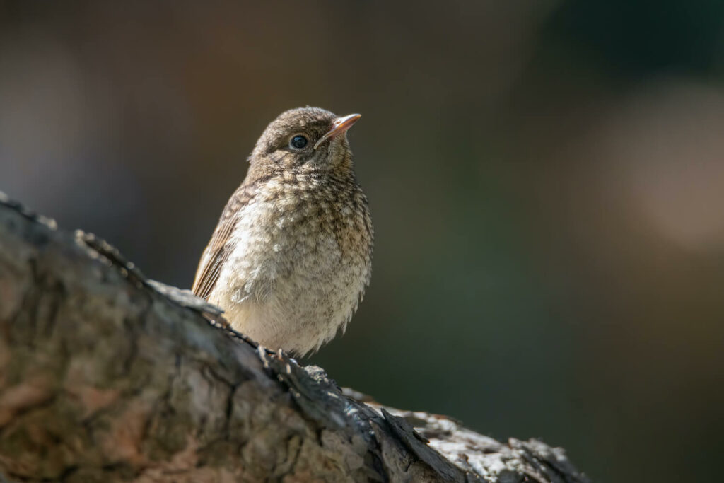 Young redstart with brown upper side and light coloured speckles all over