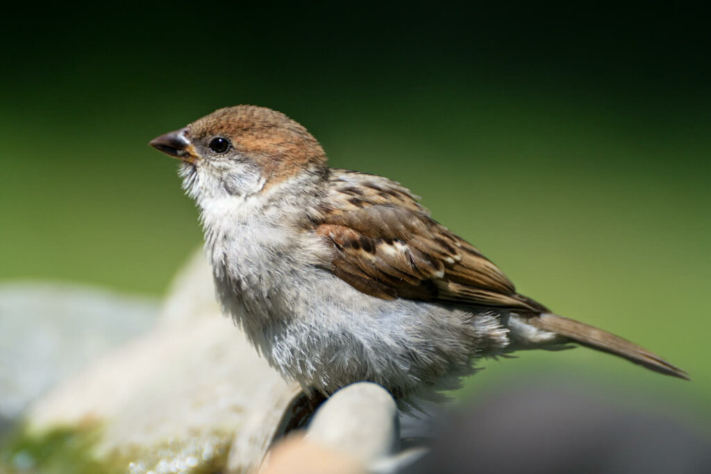 Young tree sparrow with grey cheeks