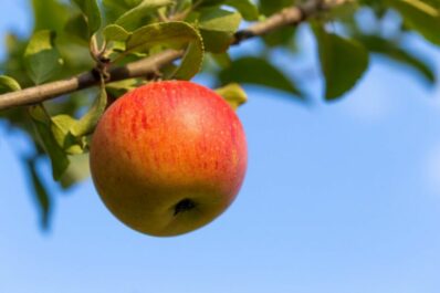King of the Pippins apple: taste, harvest & more