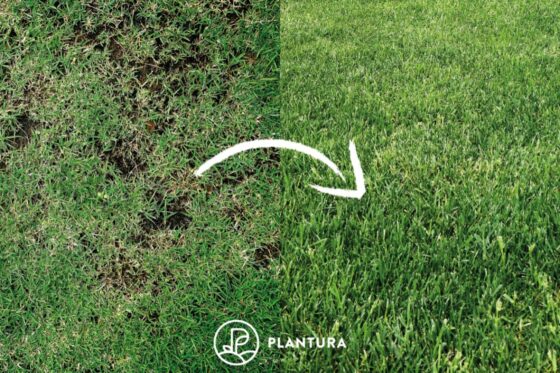 Lawn overseeding: tips & step-by-step instructions
