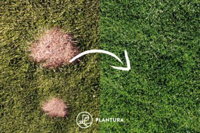 Lawn repair: how to fix a patchy lawn?