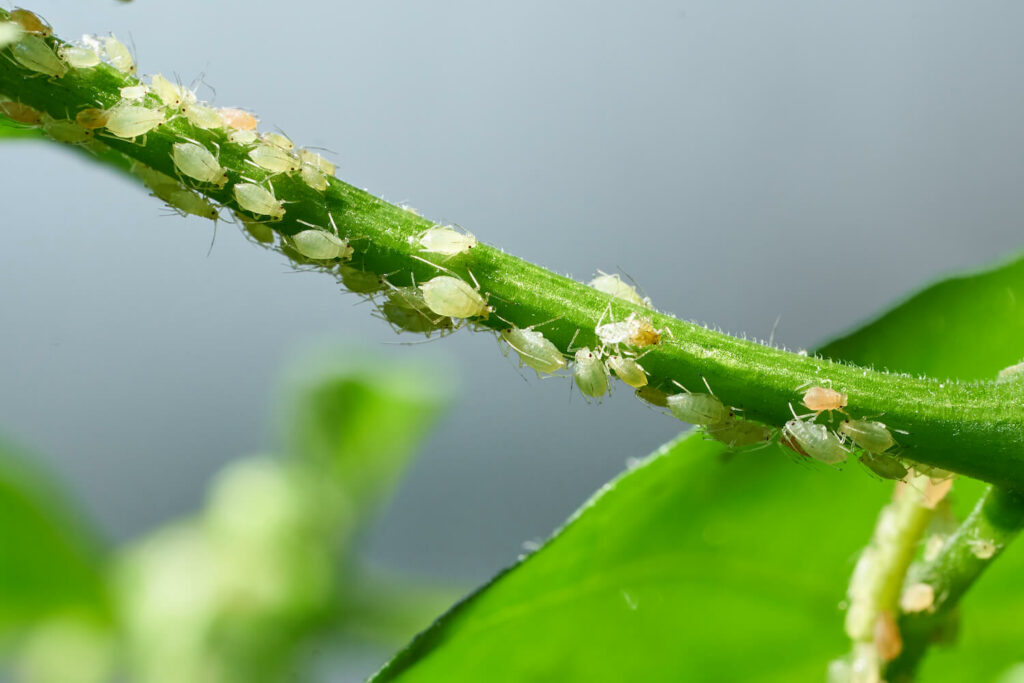 Insect infested lemon balm stem