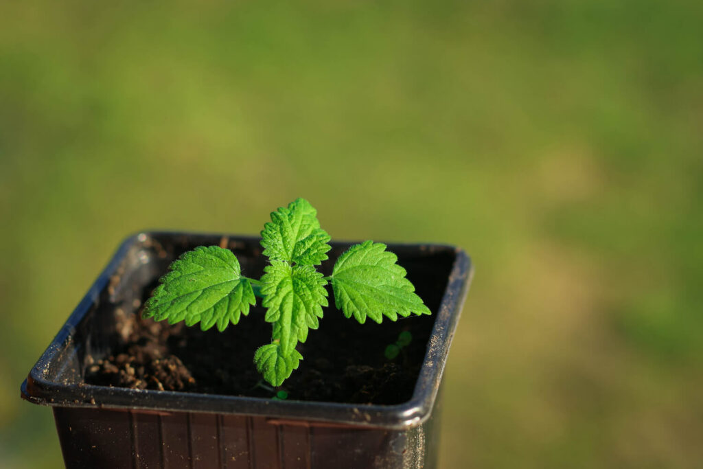 Young lemon balm plant from cutting