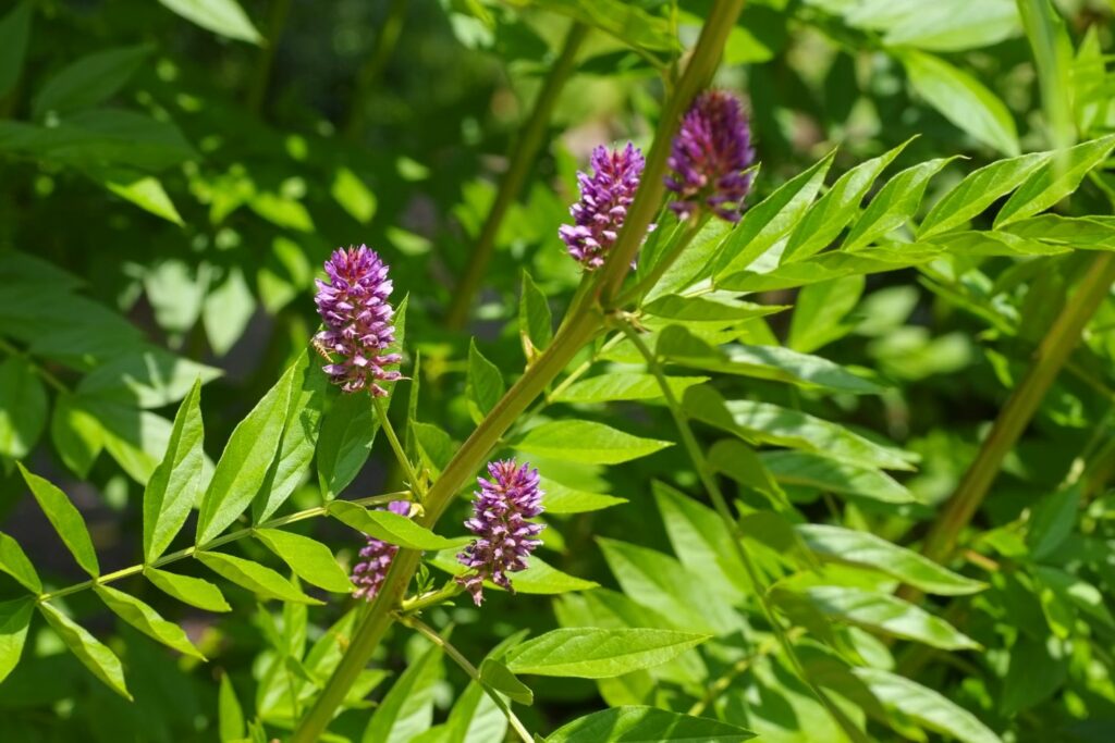 Liquorice plant leaves and purple flowers
