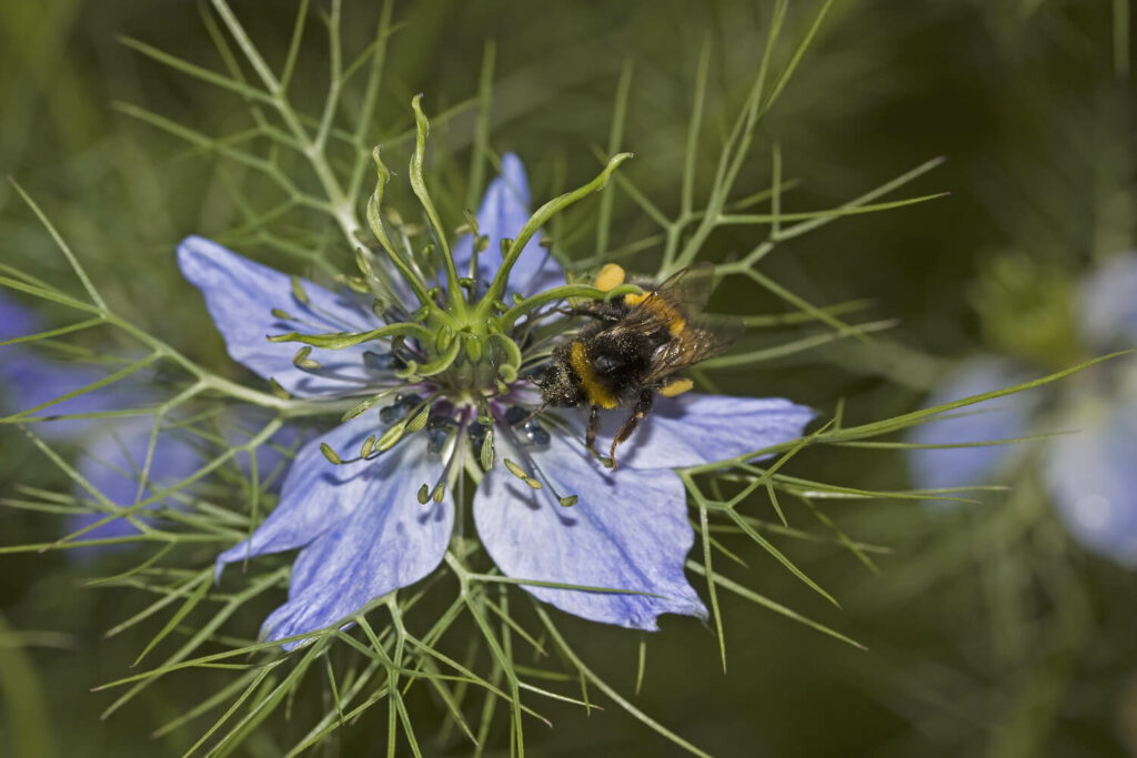 bee collecting pollen from blue nigella flower