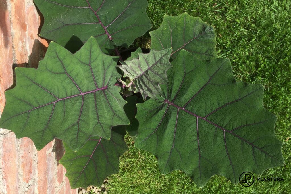 large lulo leaves with purple veins