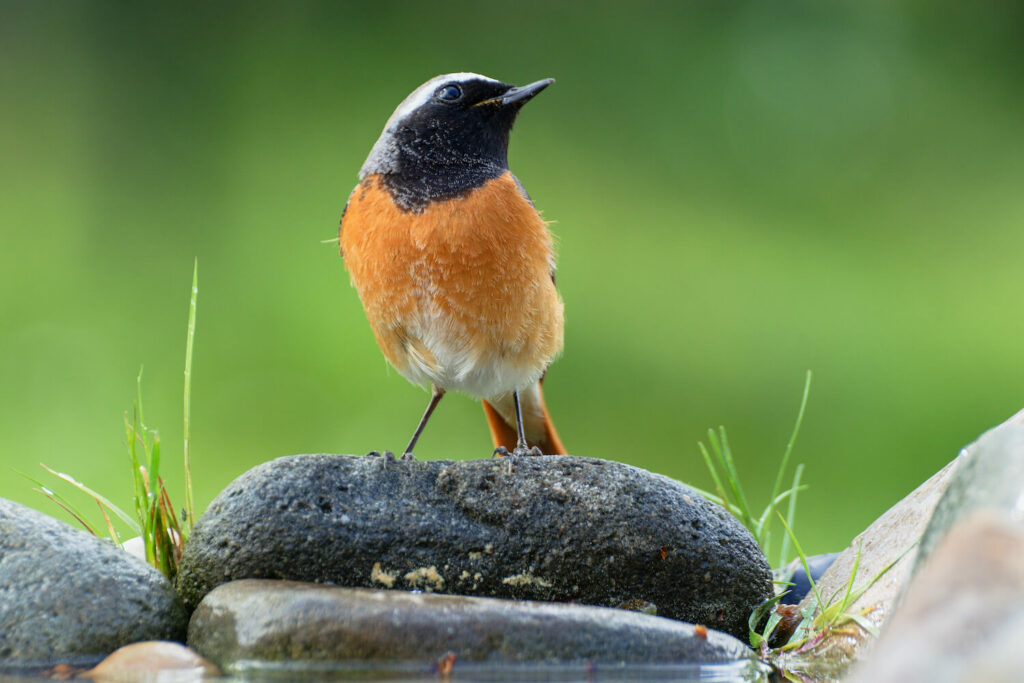 Redstart bird on rock with red and black feathers