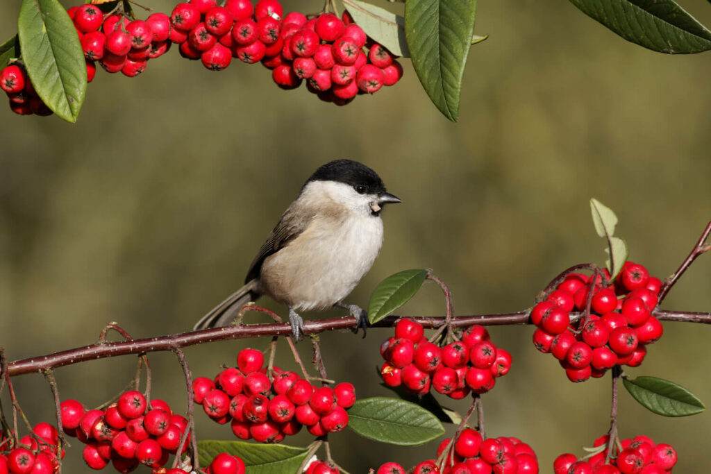 Marsh tit perched on branch with red berries