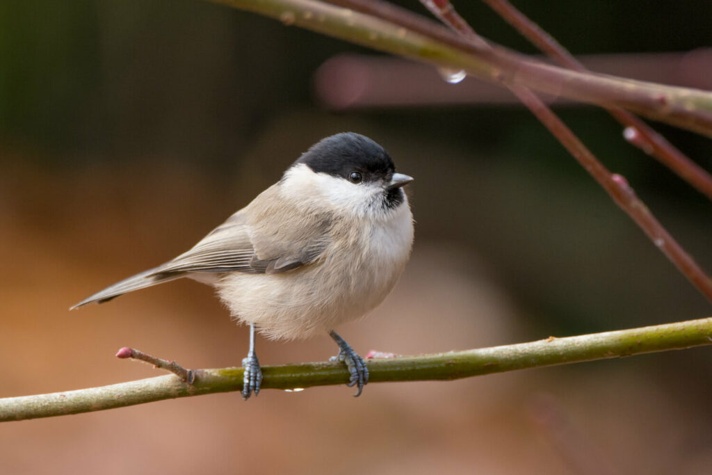 Marsh tit with brown wings, light belly, white cheeks, black cap and black throat patch