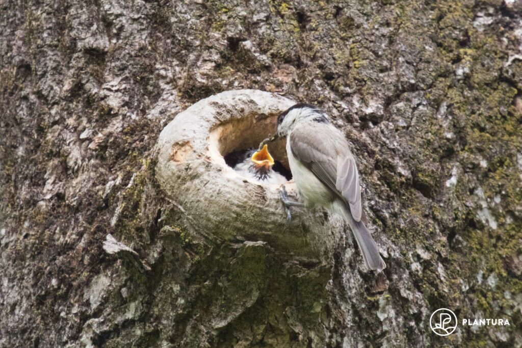 Marsh tit parent feeding marsh tit chick in tree cavity nest