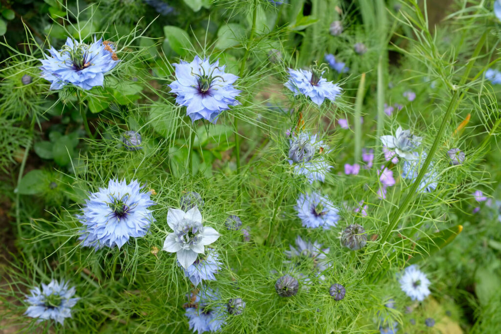 Sky blue miss jekyll flowers