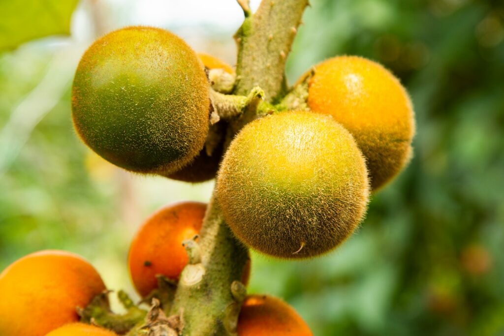 yellow-green and ripe orange lulo fruits
