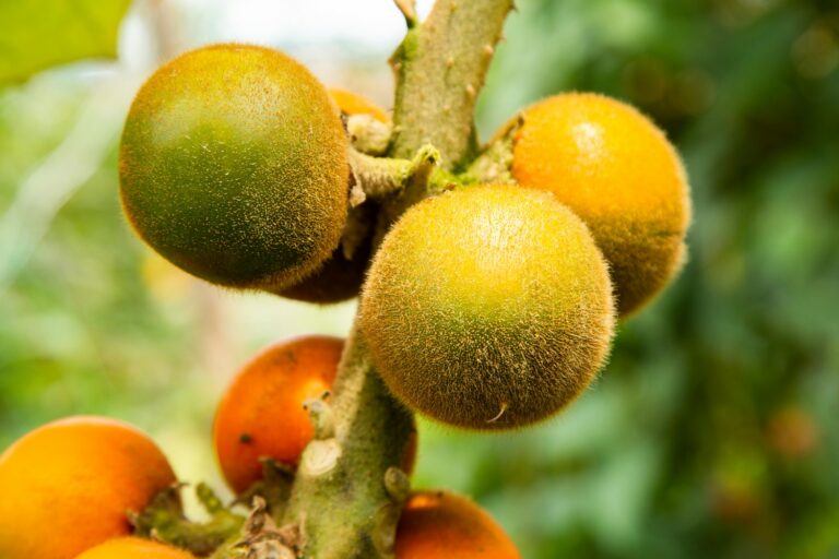 Lulo: growing, harvesting & eating naranjilla - Plantura