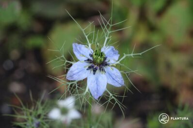 Love-in-a-mist: sowing & caring for nigella flowers