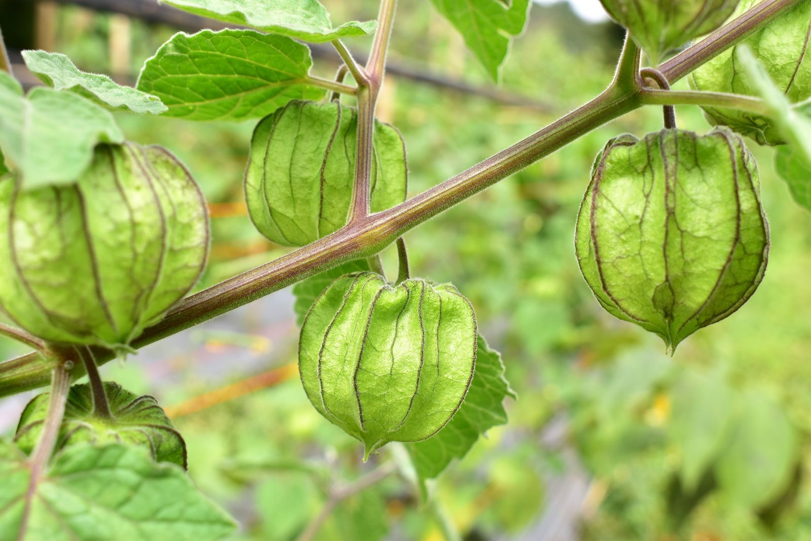 Physalis: types, growing & harvesting - Plantura