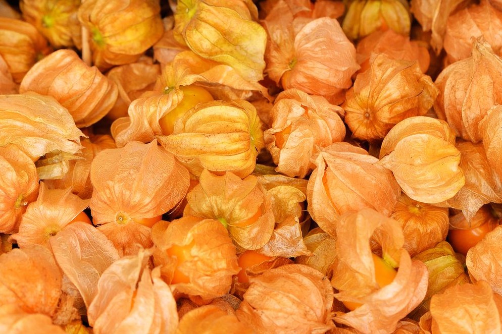 Ripe Cape gooseberries in dried out husks