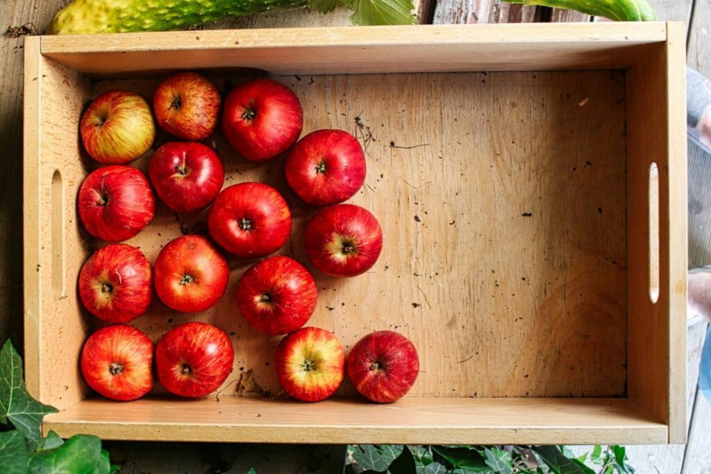 ripe, red pippin apples in a wooden crate