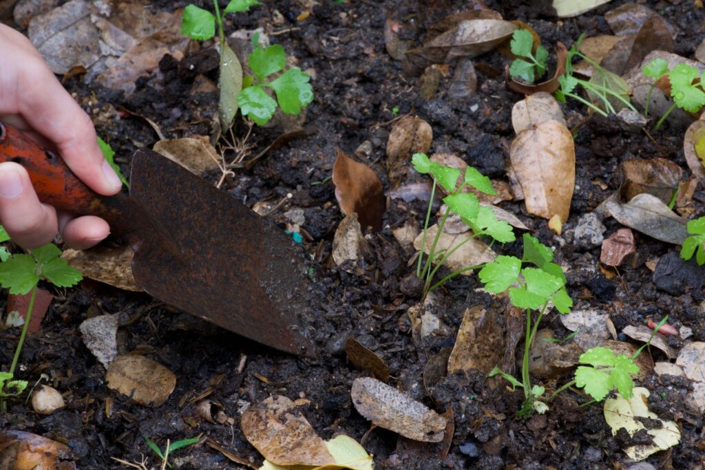 coriander being sown