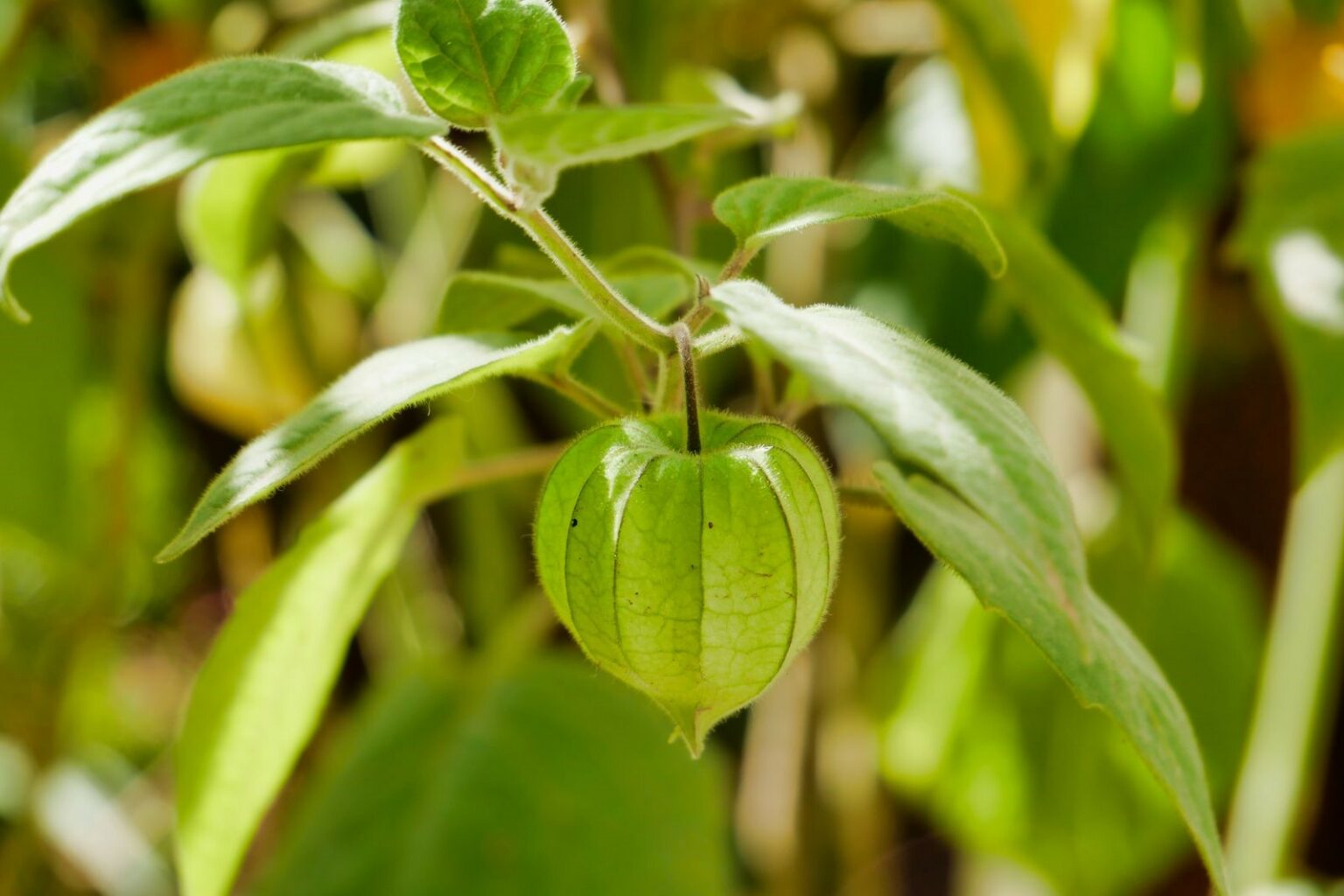 Physalis: types, growing & harvesting - Plantura