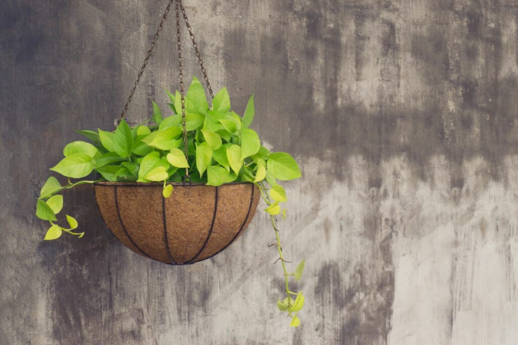 Epipremnum plant in a hanging basket