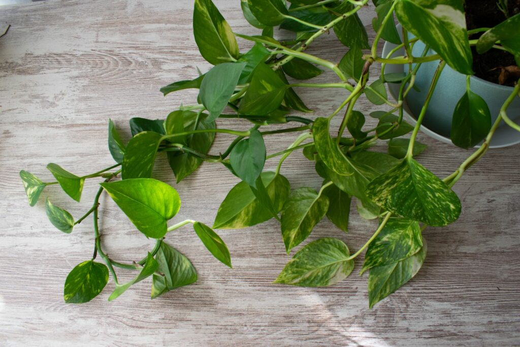 Green and white leaves of pothos epipremnum